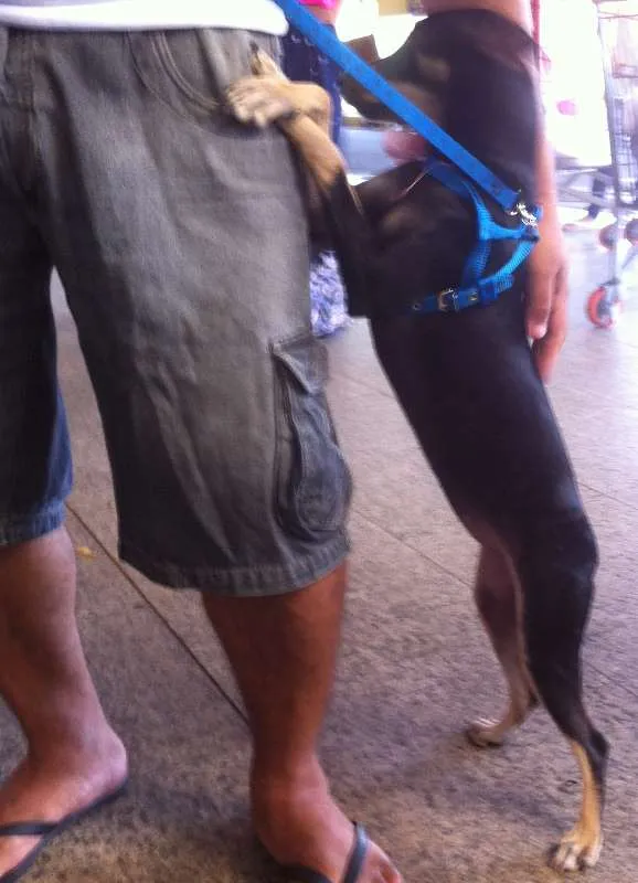 Cachorro ra a SRD idade 2 a 6 meses nome Tetê