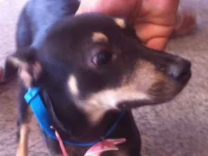 Cachorro raça SRD idade 2 a 6 meses nome Tetê