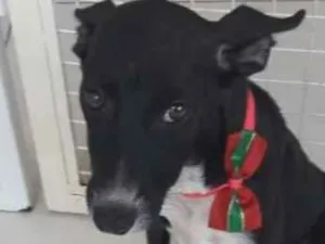 Cachorro raça SRD idade 2 a 6 meses nome Rihanna