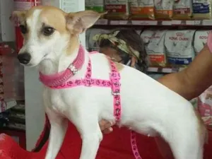 Cachorro raça SRD idade 1 ano nome Malu