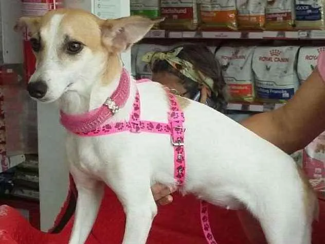 Cachorro ra a SRD idade 1 ano nome Malu