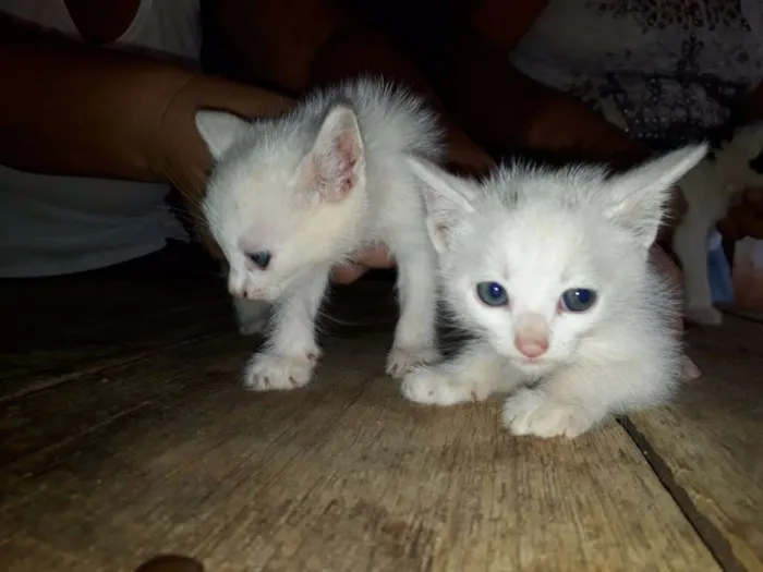 Gato ra a SRD idade Abaixo de 2 meses nome Gatinhos