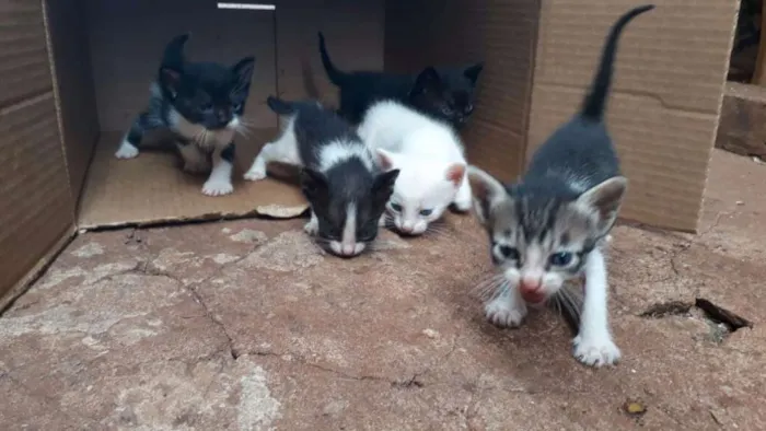 Gato ra a SRD idade Abaixo de 2 meses nome Gatinhos