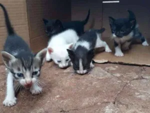 Gato raça SRD idade Abaixo de 2 meses nome Gatinhos