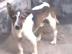 Cachorro raça SRD idade 7 a 11 meses nome Romário