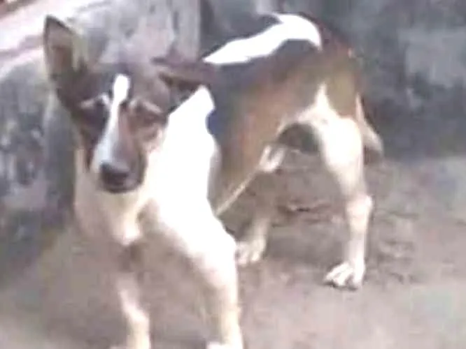 Cachorro ra a SRD idade 7 a 11 meses nome Romário