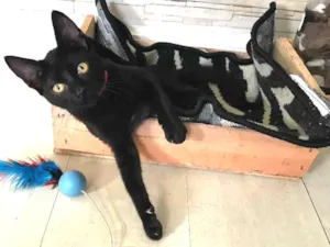 Gato raça  idade 2 a 6 meses nome Theo
