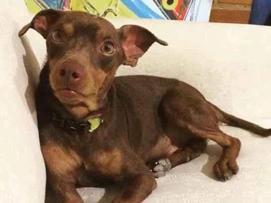 Cachorro ra a SRD idade 2 anos nome Chocolate