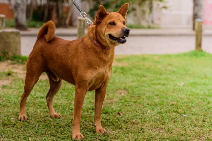 Cachorro ra a Mix Akita idade 3 anos nome Lancelot