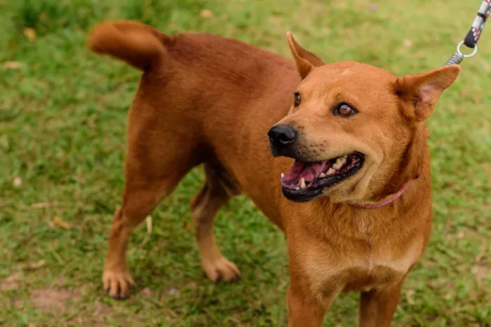 Cachorro ra a Mix Akita idade 3 anos nome Lancelot