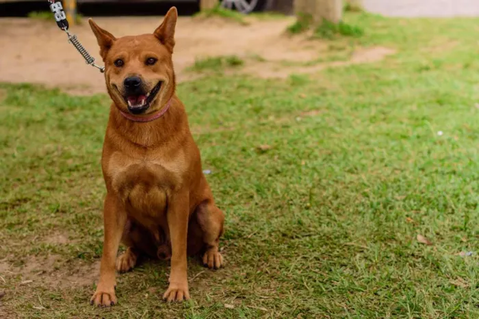 Cachorro ra a Mix Akita idade 3 anos nome Lancelot
