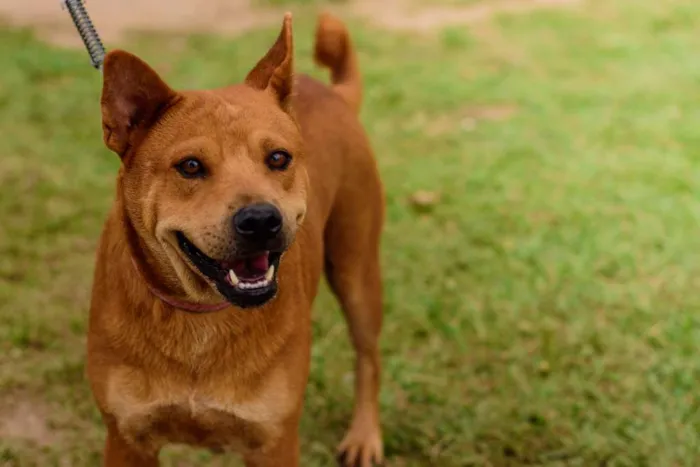 Cachorro ra a Mix Akita idade 3 anos nome Lancelot