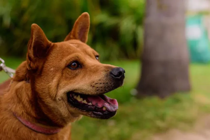 Cachorro ra a Mix Akita idade 3 anos nome Lancelot