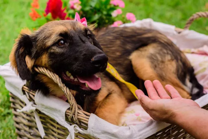 Cachorro ra a SRD idade 1 ano nome Amora