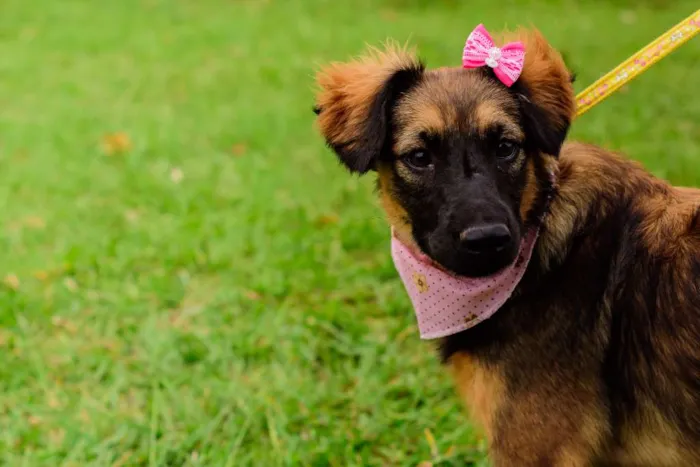 Cachorro ra a SRD idade 1 ano nome Amora
