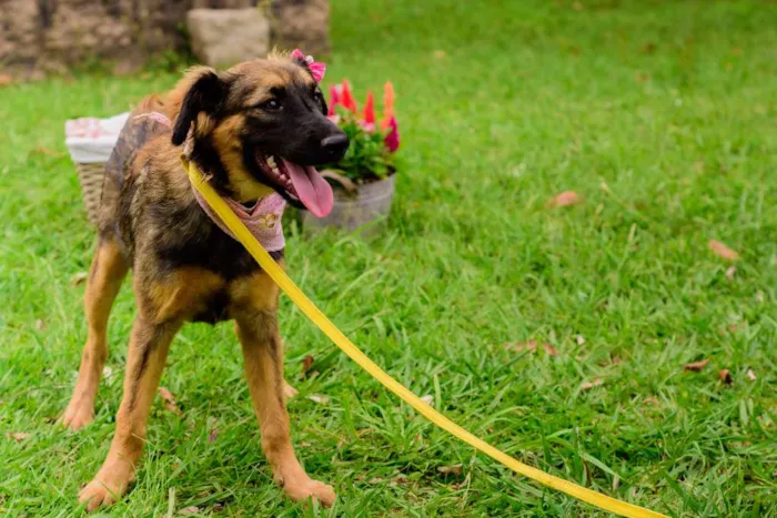 Cachorro ra a SRD idade 1 ano nome Amora