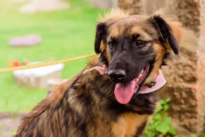 Cachorro ra a SRD idade 1 ano nome Amora