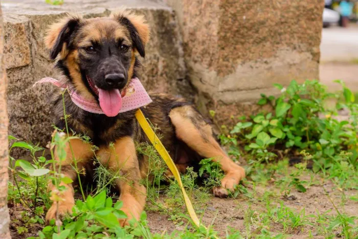 Cachorro ra a SRD idade 1 ano nome Amora