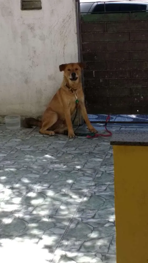 Cachorro raça Xau xau com lavrador  idade  nome Bolinha