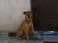 Bolinha