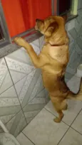 Bolinha