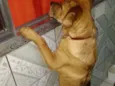 Bolinha
