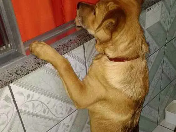 Cachorro raça Xau xau com lavrador  idade  nome Bolinha