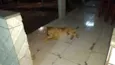 Bolinha