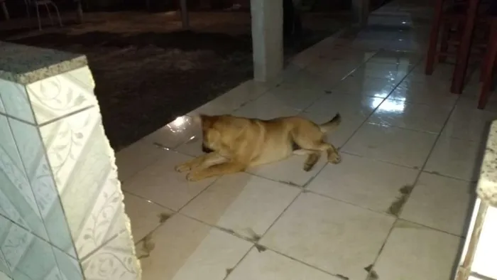 Cachorro raça Xau xau com lavrador  idade  nome Bolinha