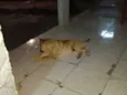 Bolinha