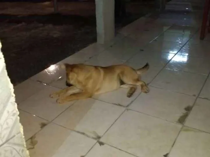 Cachorro raça Xau xau com lavrador  idade  nome Bolinha