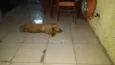 Bolinha