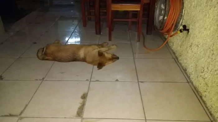 Cachorro raça Xau xau com lavrador  idade  nome Bolinha