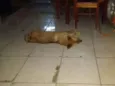 Bolinha