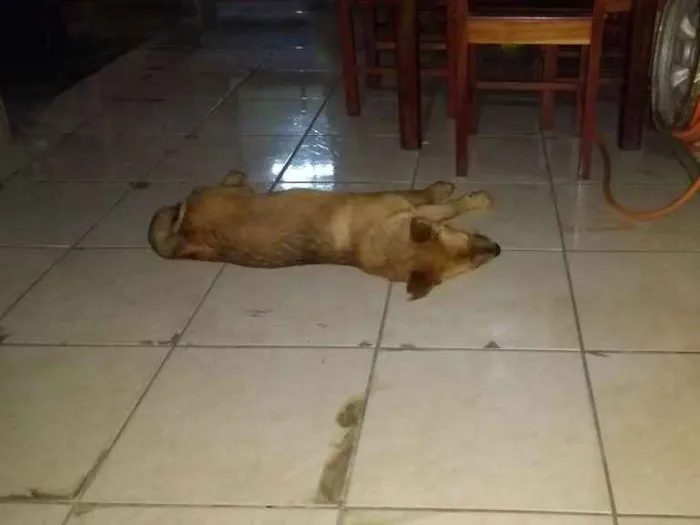Cachorro raça Xau xau com lavrador  idade  nome Bolinha