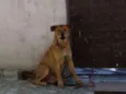 Bolinha