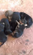 Cachorro