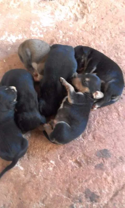Cachorro raça SRD idade 2 a 6 meses nome Cachorro