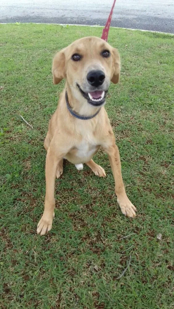 Cachorro ra a Sem raça definida idade 1 ano nome Marte