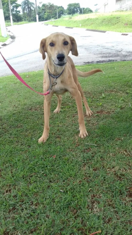 Cachorro ra a Sem raça definida idade 1 ano nome Marte