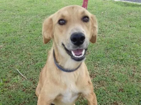 Cachorro ra a Sem raça definida idade 1 ano nome Marte