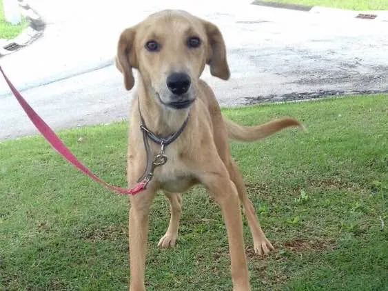 Cachorro ra a Sem raça definida idade 1 ano nome Marte