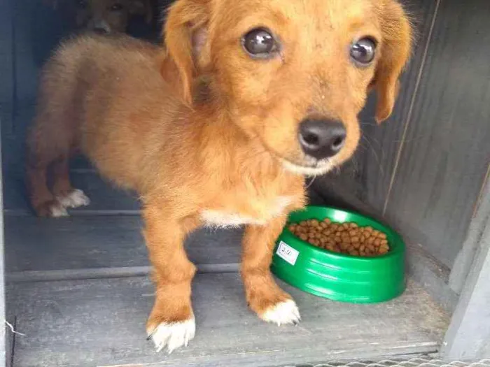 Cachorro raça Vira lata idade Abaixo de 2 meses nome Sem nome