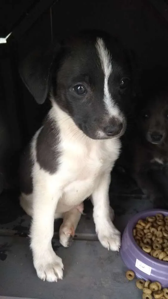 Cachorro raça Vira lata idade Abaixo de 2 meses nome Sem nome