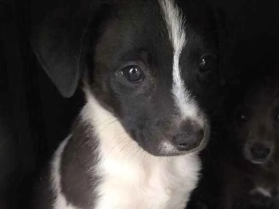 Cachorro raça Vira lata idade Abaixo de 2 meses nome Sem nome