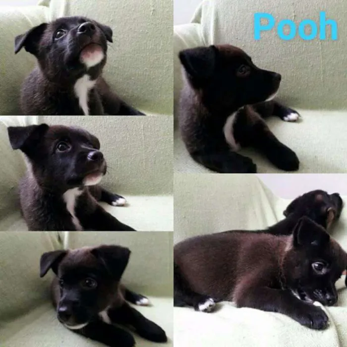 Cachorro ra a vira lata idade Abaixo de 2 meses nome Pooh
