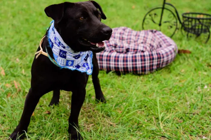 Cachorro ra a Mix American idade 2 anos nome Tito