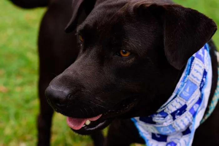 Cachorro ra a Mix American idade 2 anos nome Tito