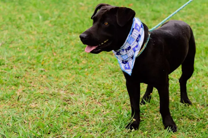 Cachorro ra a Mix American idade 2 anos nome Tito