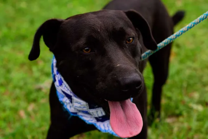 Cachorro ra a Mix American idade 2 anos nome Tito
